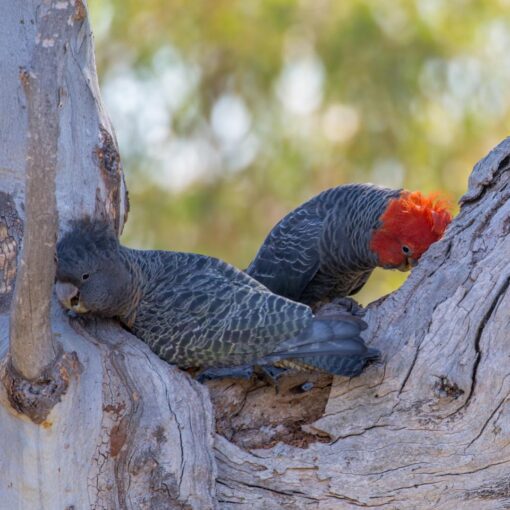 “Gang Gang Cockatoo parrots, males and females, exotic birds with red crests and gray plumage, healthy, hand-raised, and fully vaccinated.”