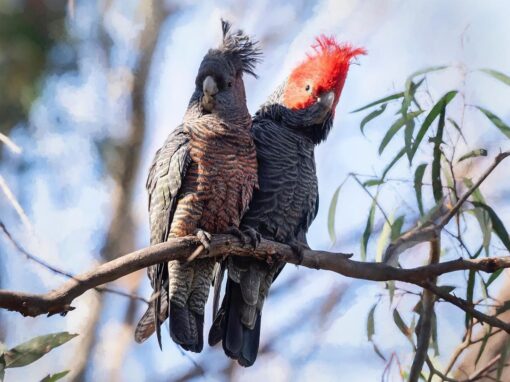 “Gang Gang Cockatoo parrots, males and females, exotic birds with red crests and gray plumage, healthy, hand-raised, and fully vaccinated.”