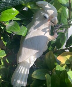 Goffin Cockatoo Parrot-(Sasa)