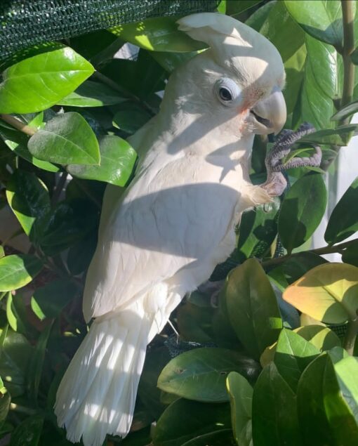 Male Goffin Cockatoo Parrot Sasa – 1 year 3 months old, healthy, hand-fed, hand-tamed, playful, and affectionate companion bird.