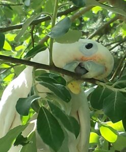 Goffin Cockatoo Parrot-(Sasa)