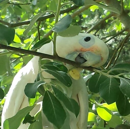 Goffin Cockatoo Parrot-(Sasa) - Image 2