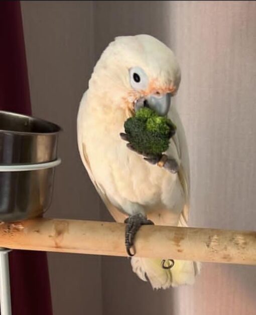Male Goffin Cockatoo Parrot Sasa – 1 year 3 months old, healthy, hand-fed, hand-tamed, playful, and affectionate companion bird.