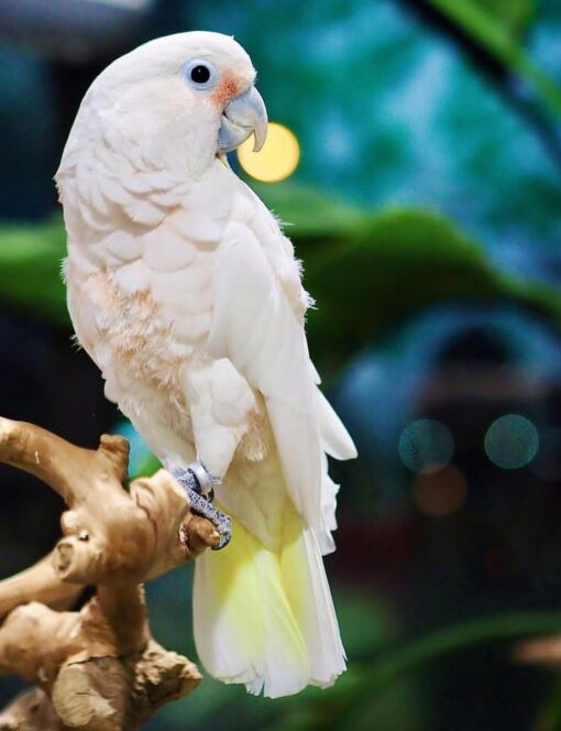 “Healthy male and female Goffin Cockatoo parrots, 1 year 3 months old, hand-tamed, playful, intelligent, and fully vaccinated.”