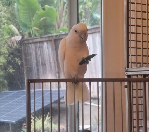 Goffin Cockatoo Parrots-Males-Females - Image 4