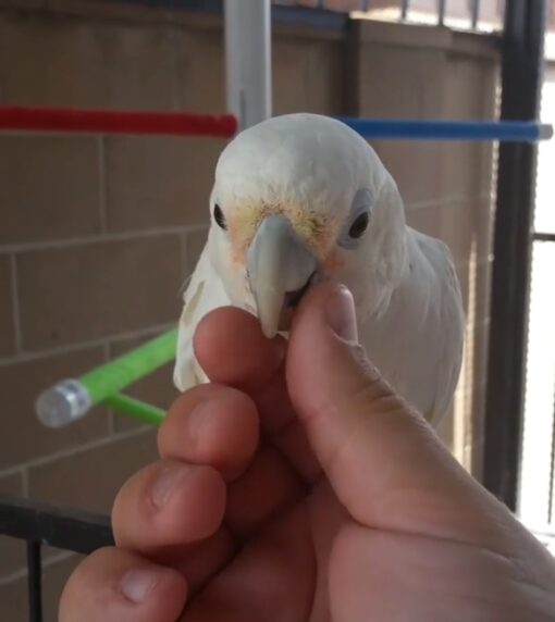 “Healthy male and female Goffin Cockatoo parrots, 1 year 3 months old, hand-tamed, playful, intelligent, and fully vaccinated.”