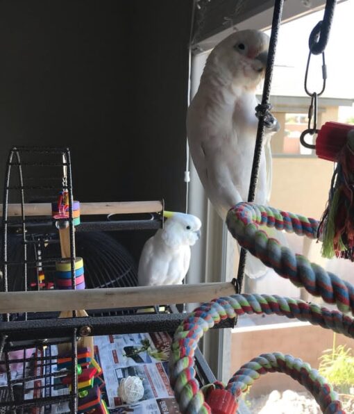 Goffin Cockatoo Parrots-Males-Females - Image 6