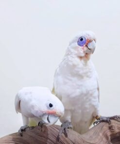 Goffin Cockatoo Parrots-Males-Females