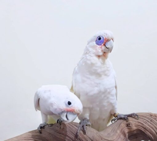 “Healthy male and female Goffin Cockatoo parrots, 1 year 3 months old, hand-tamed, playful, intelligent, and fully vaccinated.”