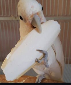 Goffin Cockatoo Parrots-Males-Females