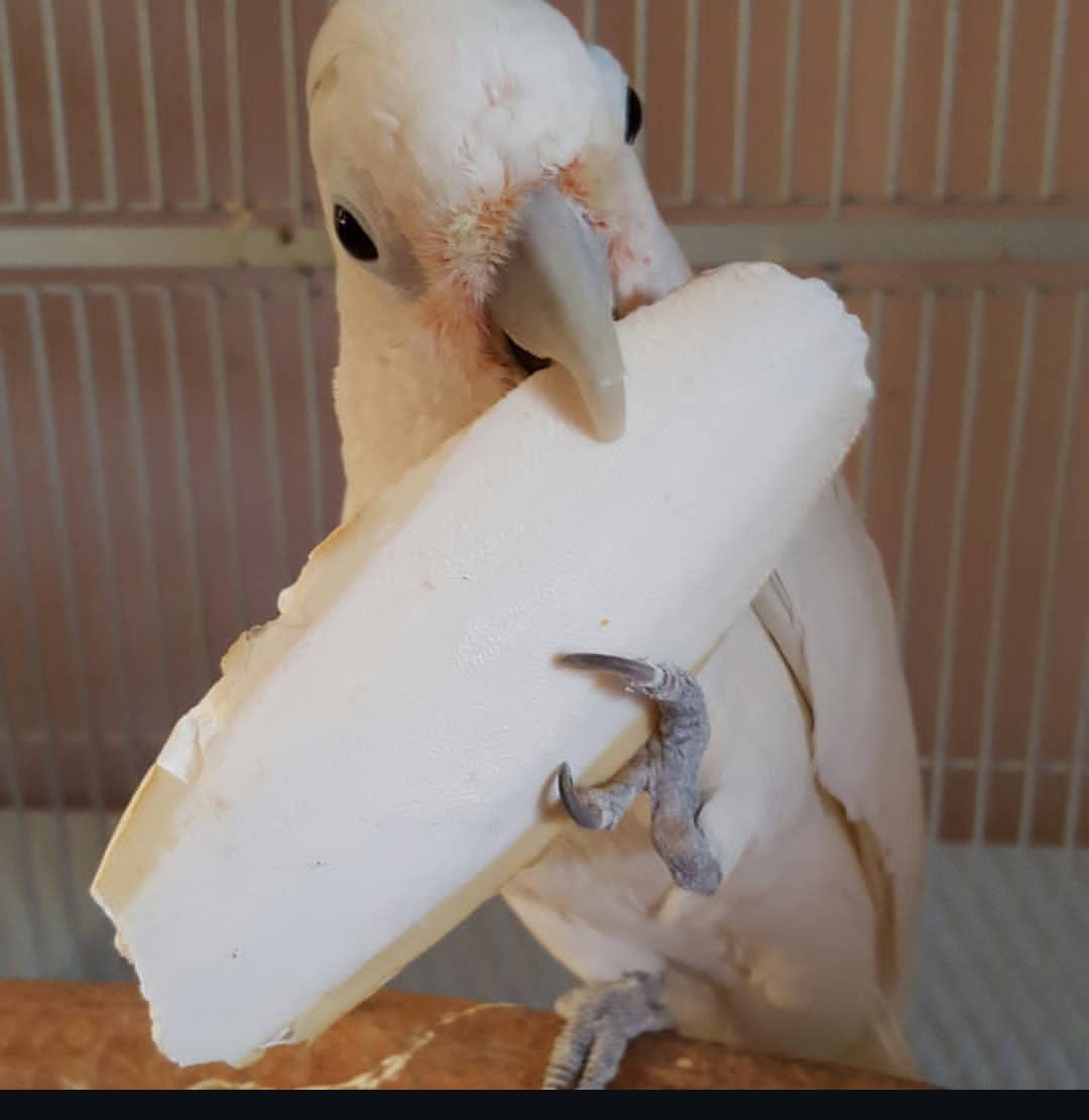 “Healthy male and female Goffin Cockatoo parrots, 1 year 3 months old, hand-tamed, playful, intelligent, and fully vaccinated.”