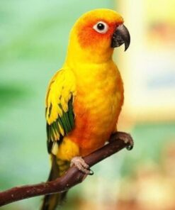 Golden Sun Conure Parrot-(Neka)