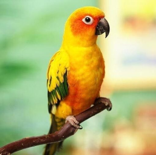 Golden Sun Conure Parrot-(Neka) - Image 3