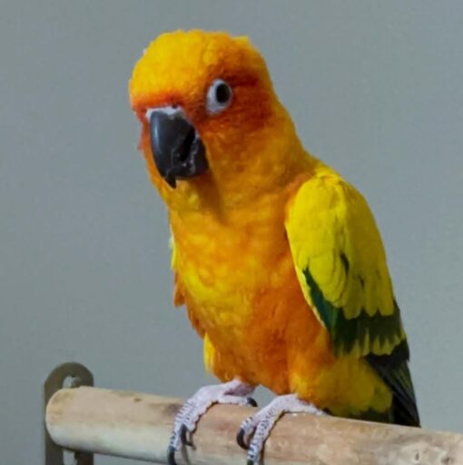 "Female Golden Sun Conure Parrot named Neka with vibrant yellow and green feathers perched on a branch"