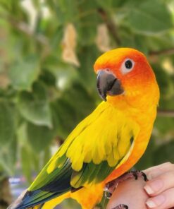 Golden Sun Conure Parrot-(Neka)