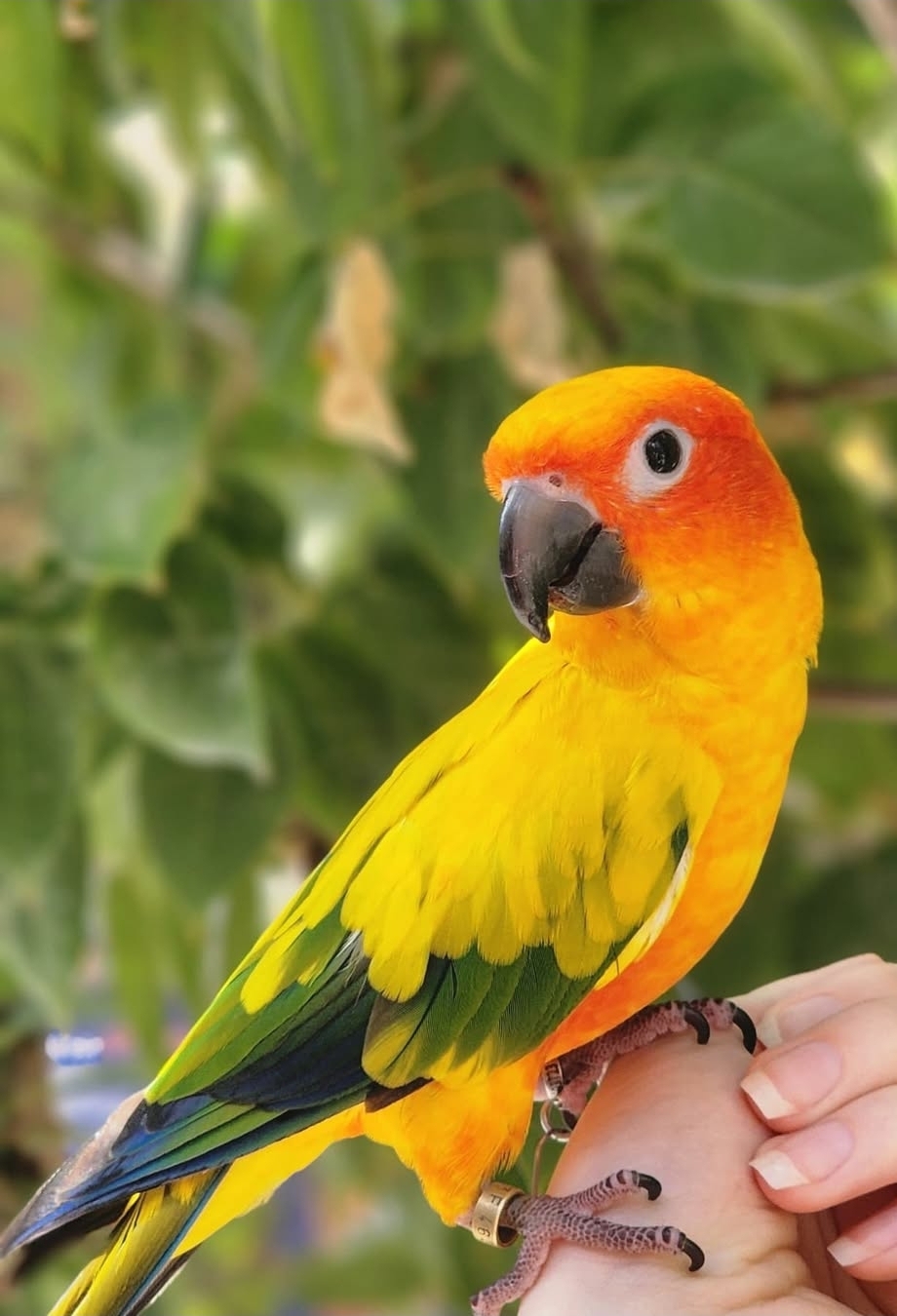 "Female Golden Sun Conure Parrot named Neka with vibrant yellow and green feathers perched on a branch"