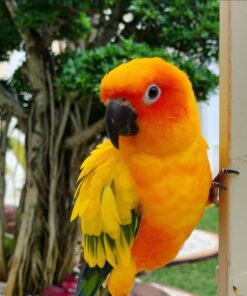 Golden Sun Conure Parrot-(Pico)