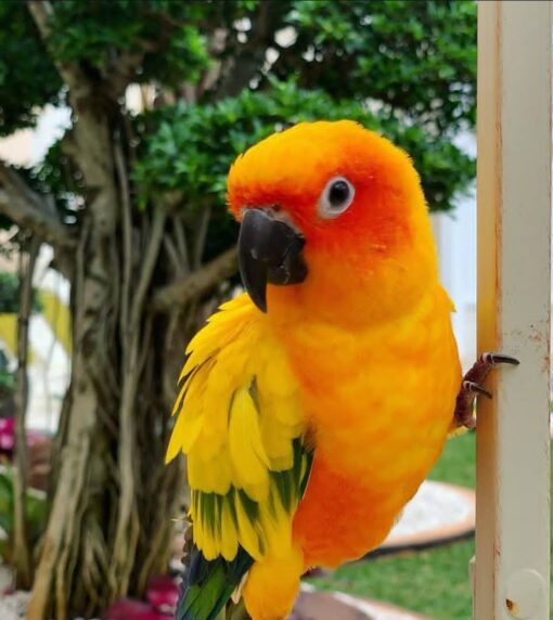 Golden Sun Conure Parrot-(Pico) - Image 2