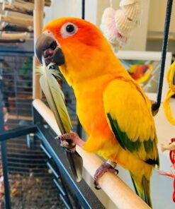 Golden Sun Conure Parrot-(Pico)