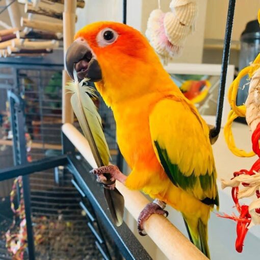 “Male Golden Sun Conure Parrot Pico with vibrant golden-yellow feathers, green and orange accents, perched and ready for adoption.”