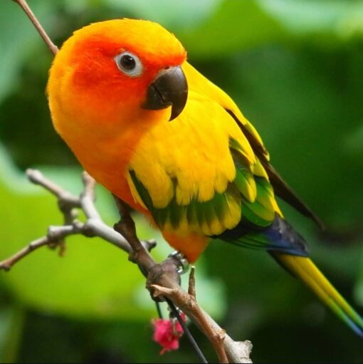 “Male Golden Sun Conure Parrot Pico with vibrant golden-yellow feathers, green and orange accents, perched and ready for adoption.”