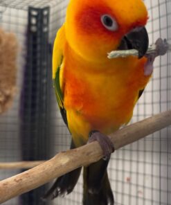 Golden Sun Conure Parrots-Males And Females