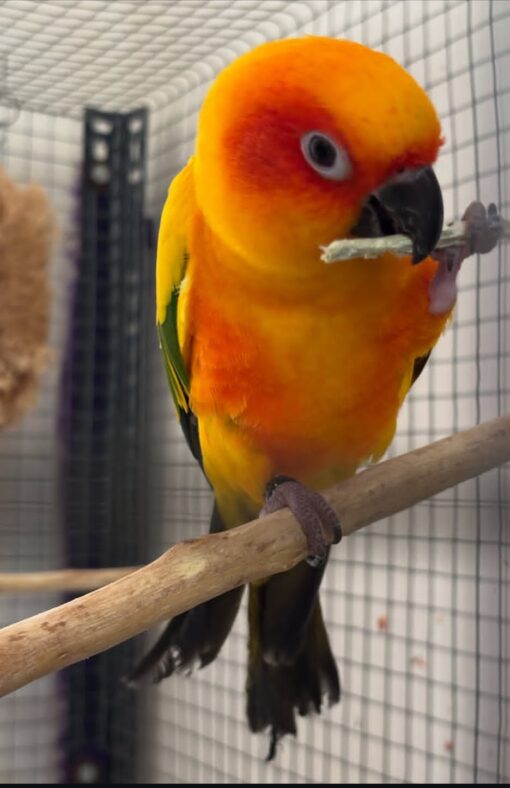 “Golden Sun Conure parrots males and females with bright yellow and orange feathers, hand-raised and friendly companion birds”