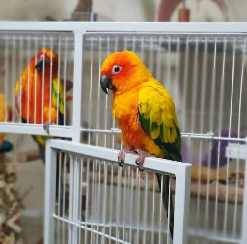 “Golden Sun Conure parrots males and females with bright yellow and orange feathers, hand-raised and friendly companion birds”