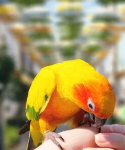 Golden Sun Conure Parrots-Males And Females
