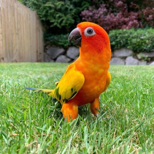 “Golden Sun Conure parrots males and females with bright yellow and orange feathers, hand-raised and friendly companion birds”