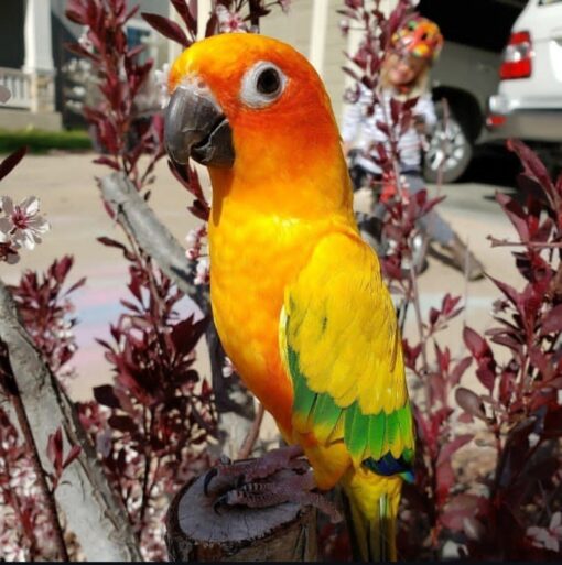 “Golden Sun Conure parrots males and females with bright yellow and orange feathers, hand-raised and friendly companion birds”