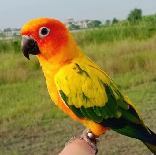 Golden Sun Conure Parrots-Males And Females - Image 6