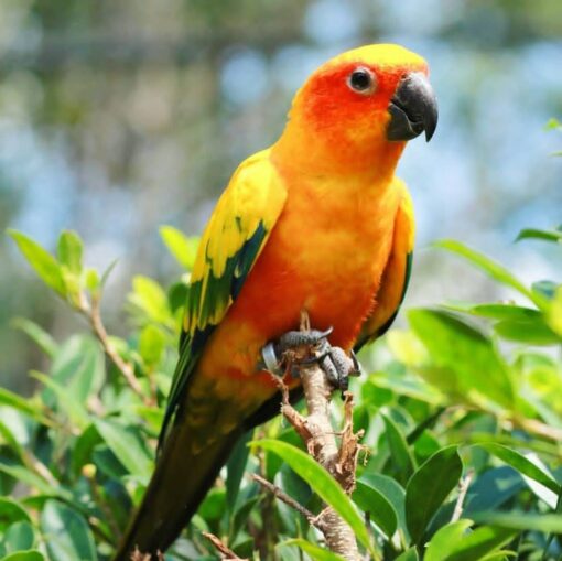 “Golden Sun Conure parrots males and females with bright yellow and orange feathers, hand-raised and friendly companion birds”