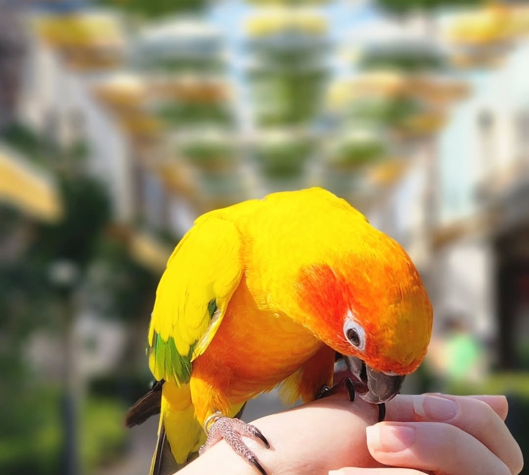 “Golden Sun Conure parrots males and females with bright yellow and orange feathers, hand-raised and friendly companion birds”