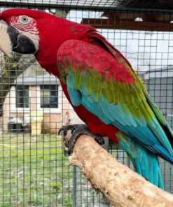 Green Wings Macaw Parrots-(Males/Females)