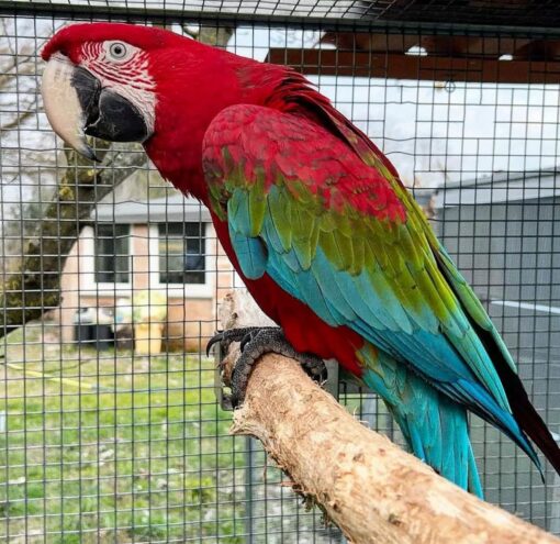 Green Wings Macaw Parrots-(Males/Females) - Image 2
