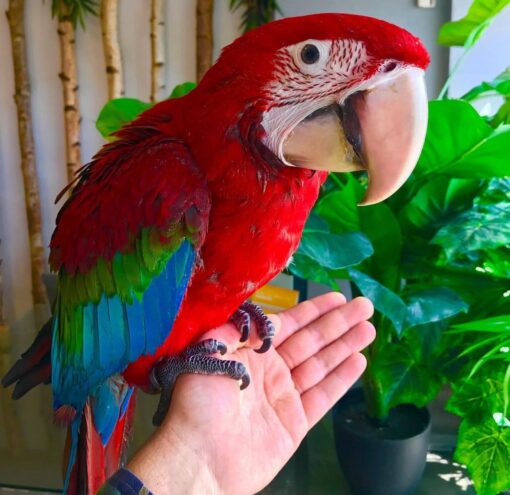 "Vibrant Green Wings Macaw Parrots, males and females, aged 1 year 3 months, fully vaccinated, friendly, and exotic companions."