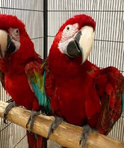 Green Wings Macaw Parrots-(Males/Females)