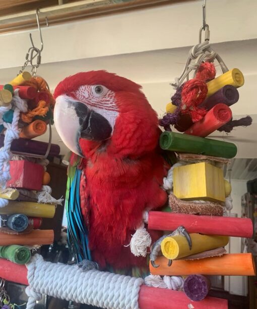 Green Wings Macaw Parrots-(Males/Females) - Image 4