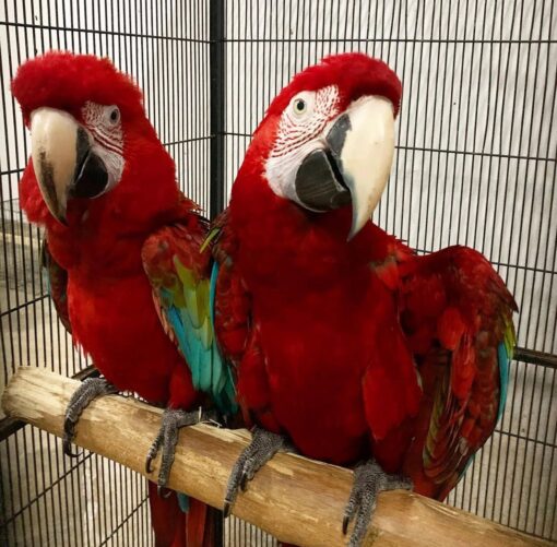 "Vibrant Green Wings Macaw Parrots, males and females, aged 1 year 3 months, fully vaccinated, friendly, and exotic companions."