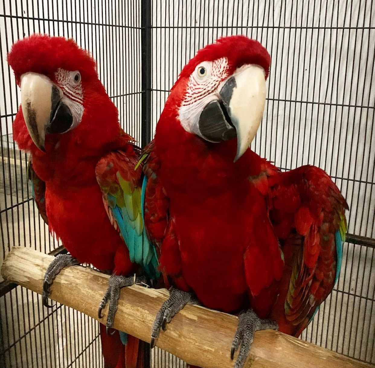 "Vibrant Green Wings Macaw Parrots, males and females, aged 1 year 3 months, fully vaccinated, friendly, and exotic companions."