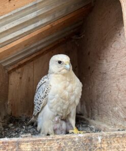 Gyrfalcon Birds-(Males/Females)