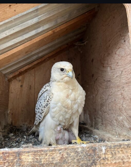 Gyrfalcon Birds-(Males/Females) - Image 2