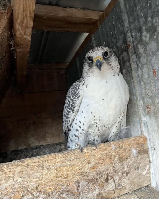 “Close-up image of majestic Gyrfalcon birds, showing both male and female with detailed plumage and sharp eyes.”