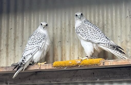 “Close-up image of majestic Gyrfalcon birds, showing both male and female with detailed plumage and sharp eyes.”