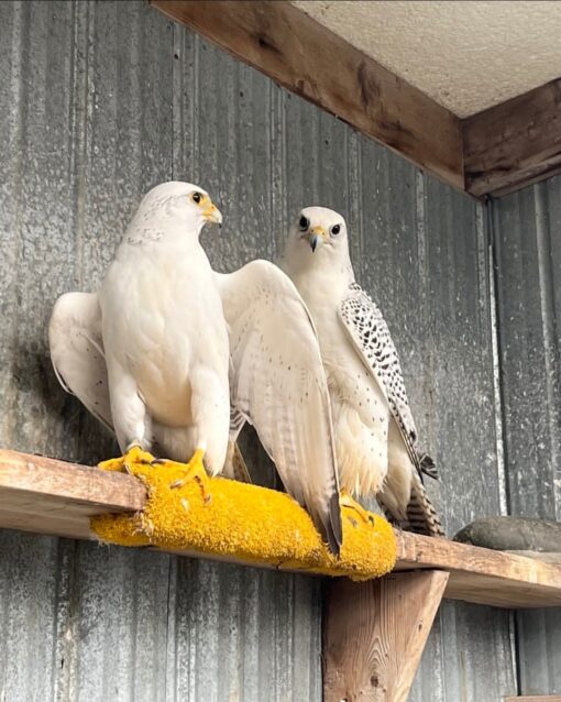 “Close-up image of majestic Gyrfalcon birds, showing both male and female with detailed plumage and sharp eyes.”