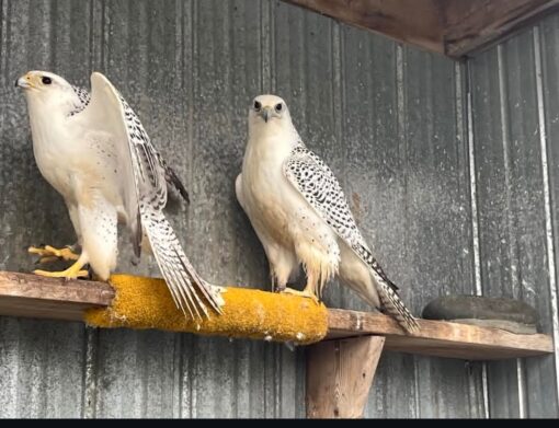 Gyrfalcon Birds-(Males/Females) - Image 6