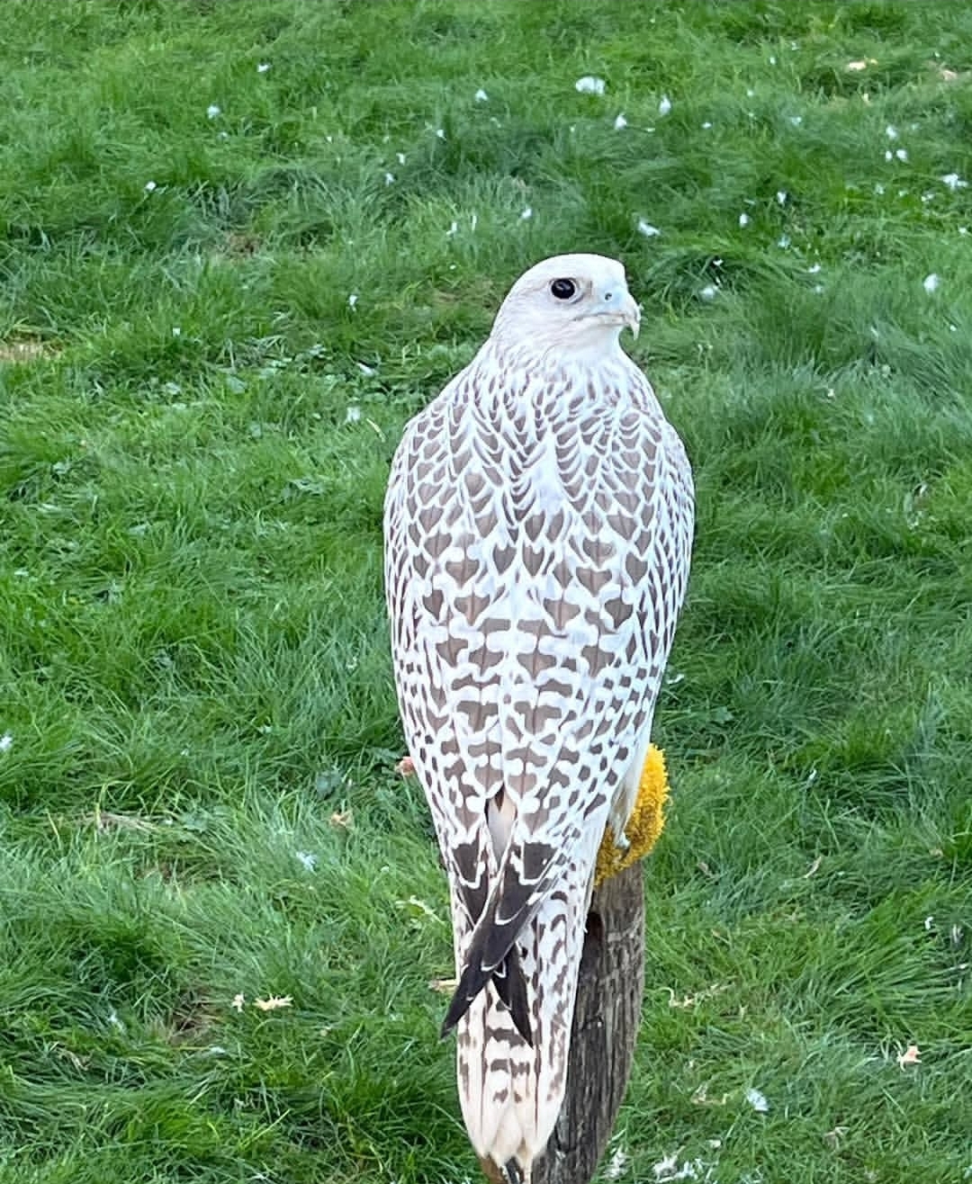 “Close-up image of majestic Gyrfalcon birds, showing both male and female with detailed plumage and sharp eyes.”