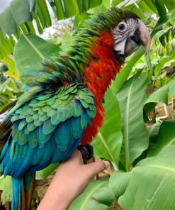 Harlequin Macaw Parrot-(Lakin)