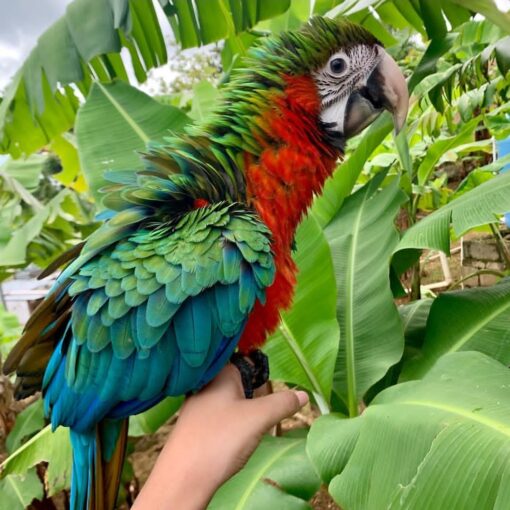 Harlequin Macaw Parrot-(Lakin) - Image 2